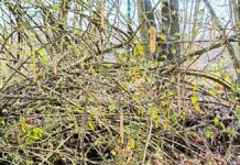 Arbeitseinsatz zur Saisonvorbereitung